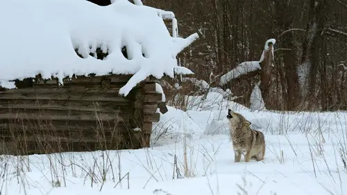 Nature S30E1 • Oglądaj Online