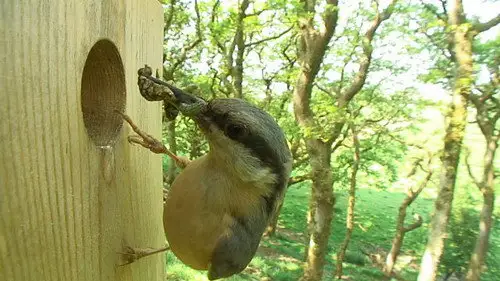 Springwatch Temporada 10 Episodios 2 • Sub Español