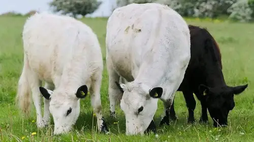 Countryfile S36E23 • Oglądaj Online