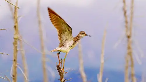 Nature S42E10 • Oglądaj Online