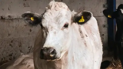 Countryfile S36E13 • Oglądaj Online