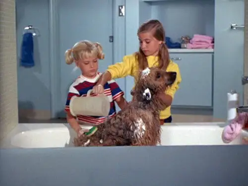 The Brady Bunch Temporada 1 Episodios 5 • Sub Español
