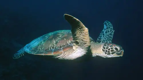 Nature S25E10 • Oglądaj Online