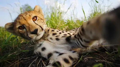 Nature S36E5 • Oglądaj Online