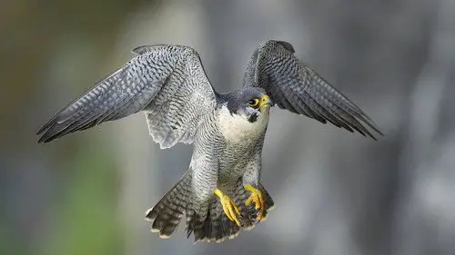 Springwatch Temporada 22 Episodios 1 • Sub Español
