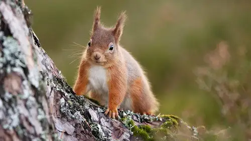 Nature S41E5 • Oglądaj Online