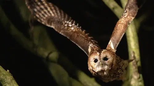 Nature S42E14 • Oglądaj Online