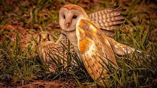 Springwatch Temporada 17 Episodios 10 • Sub Español