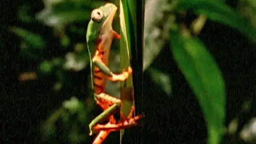 Nature S18E15 • Oglądaj Online