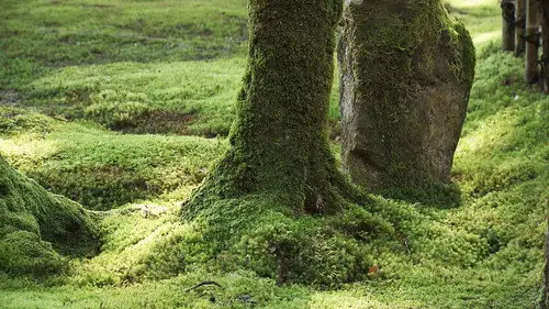 Japanology Plus Temporada 8 Episodios 1 • Sub Español