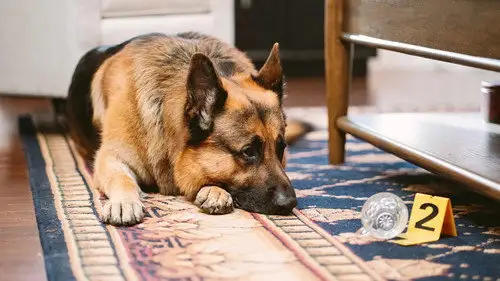Hudson & Rex Temporada 8 Episodios 13 • Sub Español