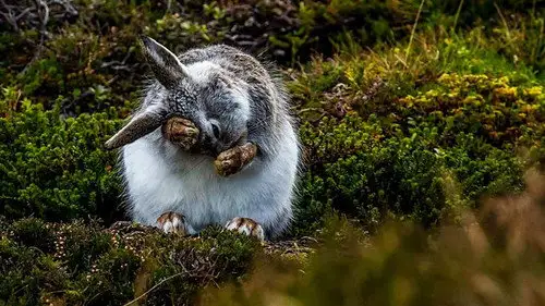 Springwatch Temporada 17 Episodios 8 • Sub Español