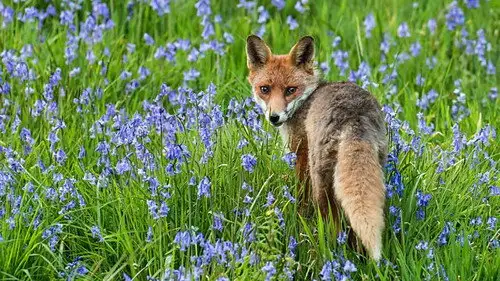 Springwatch Temporada 16 Episodios 2 • Sub Español