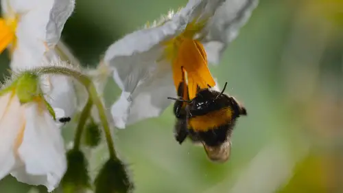 Los secretos de las abejas Temporada 1 Episodios 2 • Sub Español