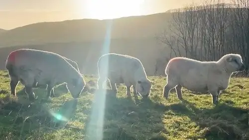 Countryfile S36E5 • Oglądaj Online