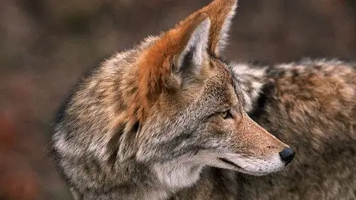 Mundo Natural Temporada 19 Episodios 15 • Sub Español