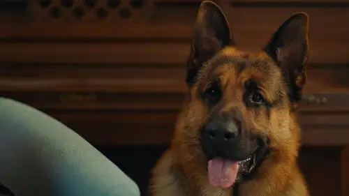 Hudson & Rex Temporada 7 Episodios 5 • Sub Español