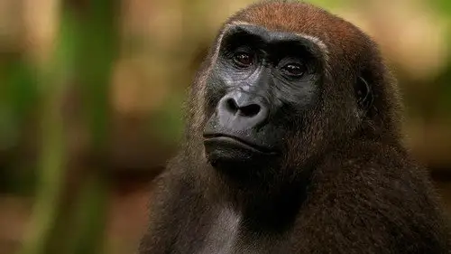 Nature S42E9 • Oglądaj Online