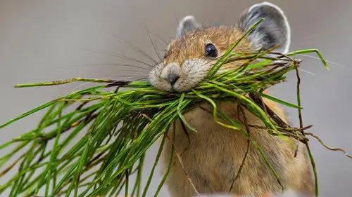 Nature S36E13 • Oglądaj Online