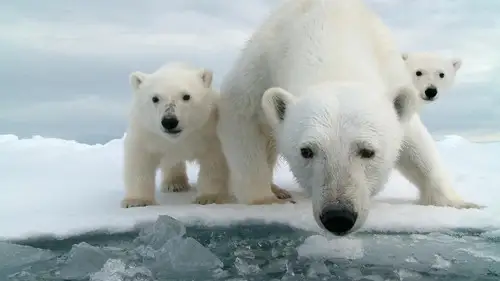 Nature S37E6 • Oglądaj Online