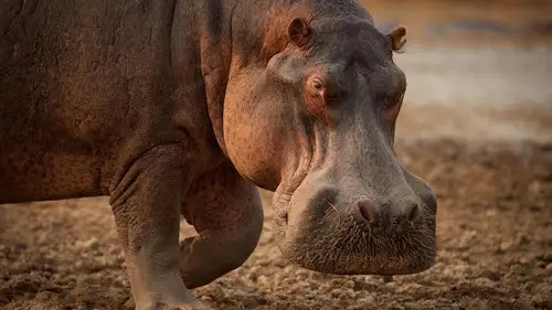 Nature S40E11 • Oglądaj Online
