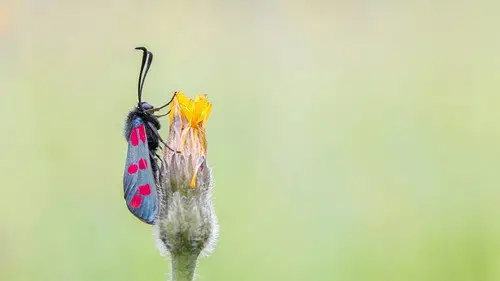 Springwatch Temporada 21 Episodios 6 • Sub Español