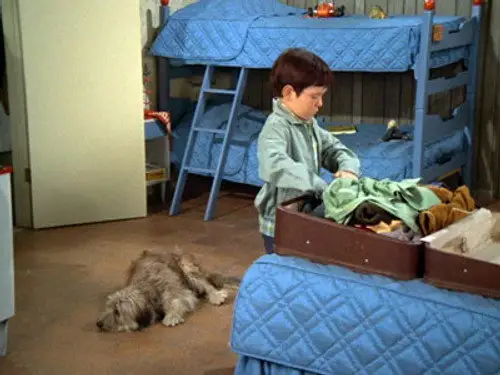The Brady Bunch Temporada 1 Episodios 10 • Sub Español