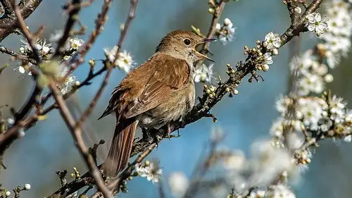 Springwatch Temporada 16 Episodios 8 • Sub Español