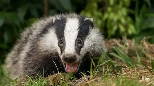 Springwatch Temporada 17 Episodios 2 • Sub Español