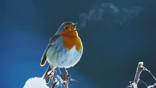 Nature S41E13 • Oglądaj Online