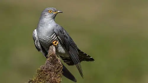 Springwatch Temporada 20 Episodios 3 • Sub Español