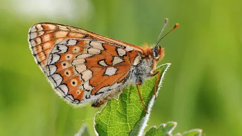 Springwatch Temporada 22 Episodios 5 • Sub Español