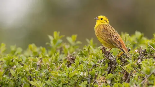 Springwatch Temporada 21 Episodios 8 • Sub Español