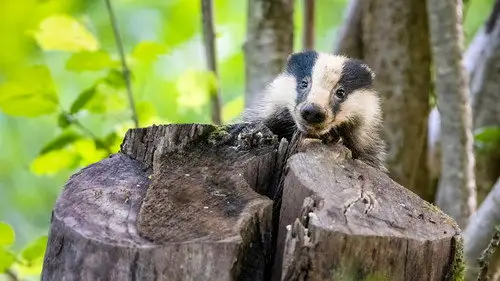 Springwatch Temporada 21 Episodios 5 • Sub Español