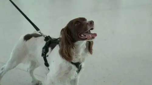 Gränsbevakarna Sverige Temporada 3 Episodios 7 • Sub Español