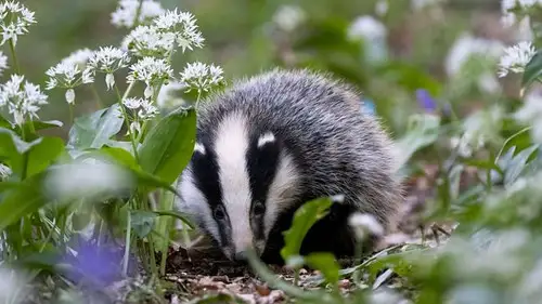 Springwatch Temporada 20 Episodios 5 • Sub Español