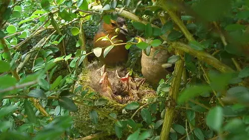 Springwatch Temporada 10 Episodios 8 • Sub Español