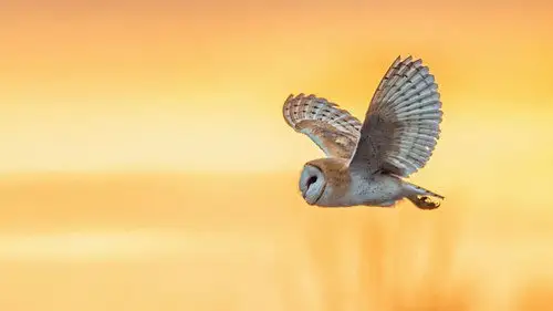 Springwatch Temporada 20 Episodios 9 • Sub Español