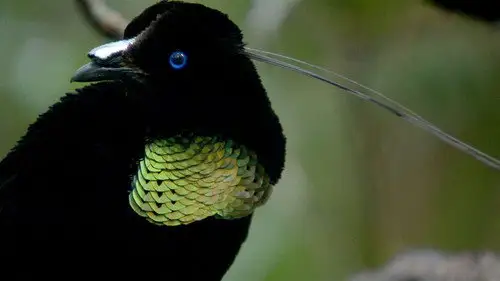 Nature S29E8 • Oglądaj Online
