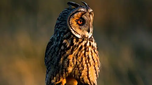 Springwatch Temporada 16 Episodios 6 • Sub Español