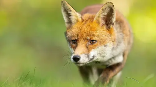 Springwatch Temporada 22 Episodios 9 • Sub Español