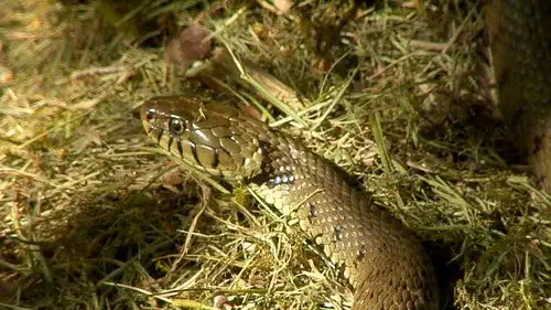 Springwatch Temporada 10 Episodios 6 • Sub Español