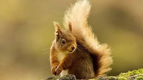 Springwatch Temporada 16 Episodios 11 • Sub Español