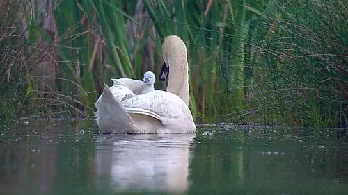 Springwatch Temporada 10 Episodios 5 • Sub Español