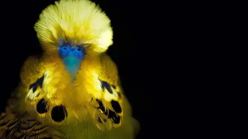 Shining Nature S1E1 • Oglądaj Online