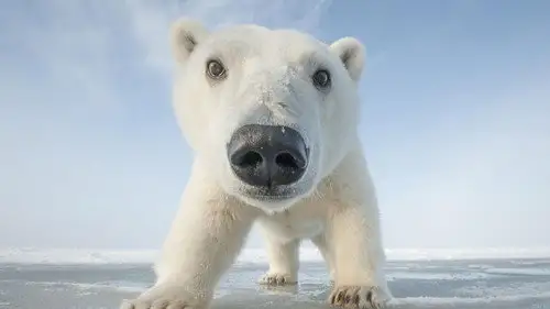 Nature S35E6 • Oglądaj Online