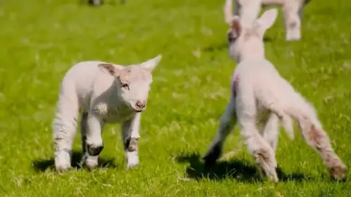 Countryfile S37E18 • Oglądaj Online