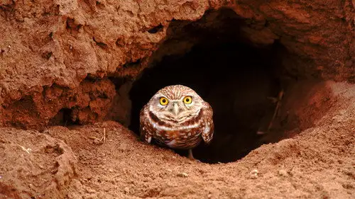 Nature S30E2 • Oglądaj Online