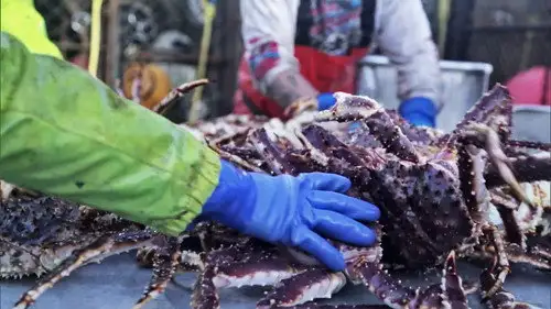 Pesca radical Temporada 12 Episodios 5 • Sub Español
