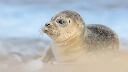 Springwatch Temporada 23 Episodios 8 • Sub Español